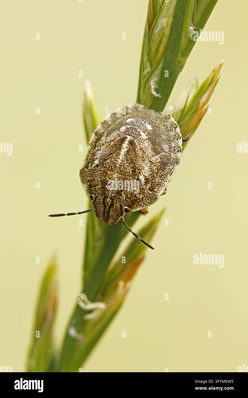 Nima del coleottero tartaruga (Eurygaster testudinaria) Foto Stock