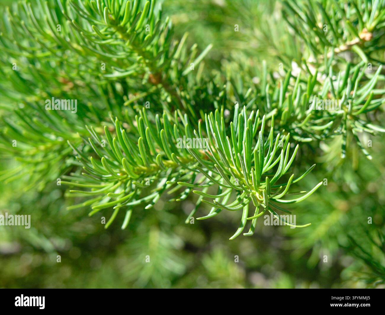 Un primo piano dettagliato che mostra le aghette corte e piatte di un abete subalpino Abies lasiocarpa. Le aghette sempreverdi morbide e smussate crescono a spirale lungo il fusto, attaccate singolarmente da steli appiattiti alla base, mostrando il fogliame caratteristico di questa specie di conifere di alta quota nativa dell'America nord-occidentale. Catturato nel suo habitat montano naturale all'interno del Grand Teton National Park, Wyoming, USA. Una versione ottimizzata di un'immagine del US National Park Service. Credit: NPS Foto Stock