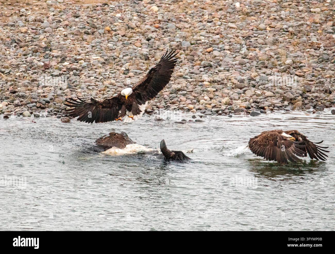Due aquile dalla testa bianca Haliaeetus leucocephalus si impegnano in una drammatica lite per una carcassa di bisonte lungo il Soda Butte Creek nel Parco Nazionale di Yellowstone, Wyoming, USA. Come avvoltoi aviani di punta, questi grandi uccelli rapacei competono spesso per il cibo quando diventa disponibile la carogna. L'interazione dinamica mostra dimostrazioni di dominanza aggressive, sbattimenti d'ali e comportamento territoriale tra rapaci selvatici che competono per risorse energetiche vitali nel loro habitat naturale del Nord America. Una versione ottimizzata di un'immagine del US National Park Service. Credit: NPS / J Peaco Foto Stock