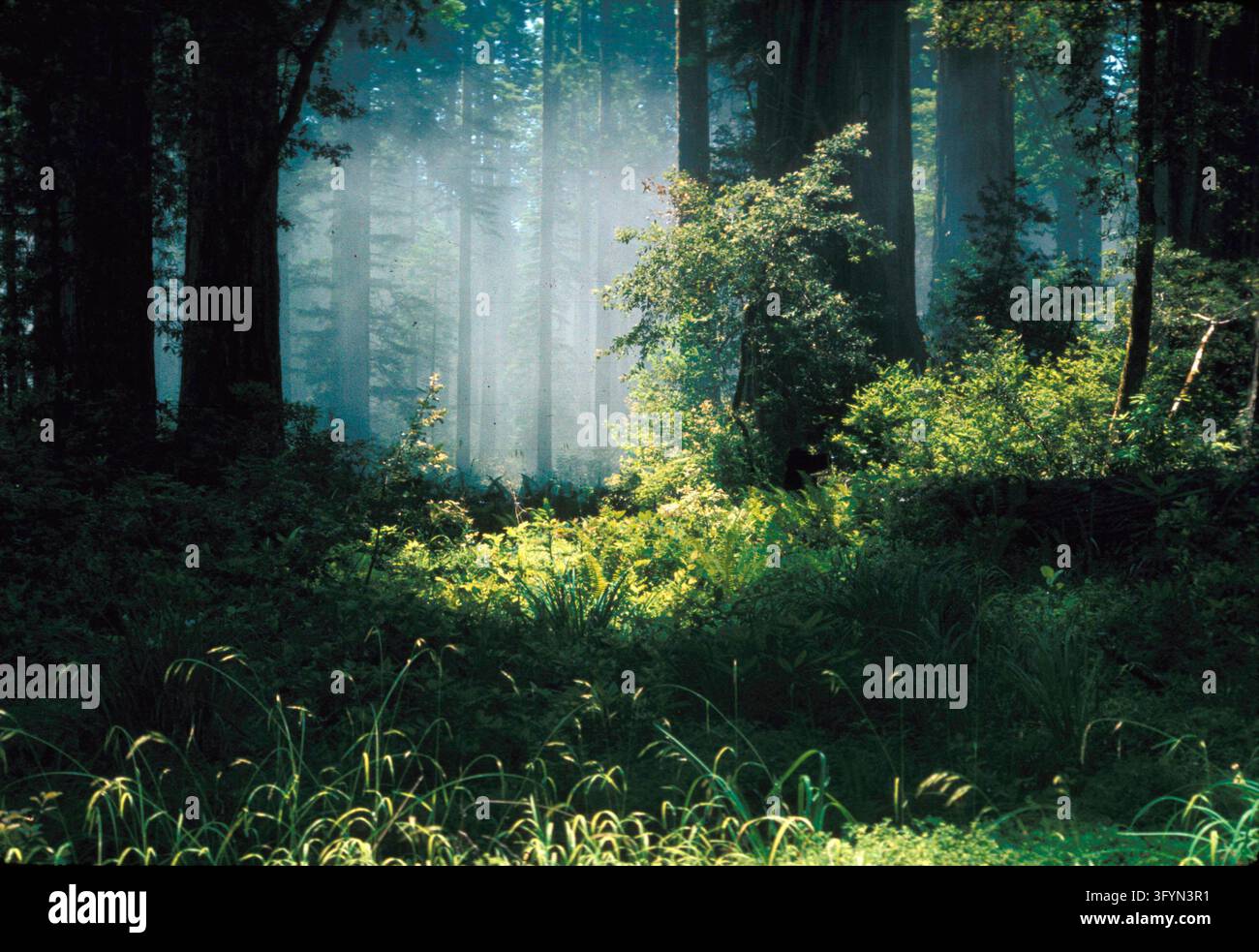 Una fitta nebbia si insinua attraverso un'antica foresta di sequoie costiere Sequoia sempervirens nel Redwood National and State Parks, California, USA. Conosciute come gli alberi viventi più alti della Terra, queste maestose conifere prosperano nel clima costiero fresco e umido della California settentrionale. La nebbia crea una luce atmosferica che filtra attraverso la chioma imponente e il suolo boschivo umido coperto di felci e vegetazione lussureggiante di foresta pluviale temperata, preservando una natura selvaggia serena e primordiale. Una versione ottimizzata di un'immagine del US National Park Service. Credit: NPS Foto Stock