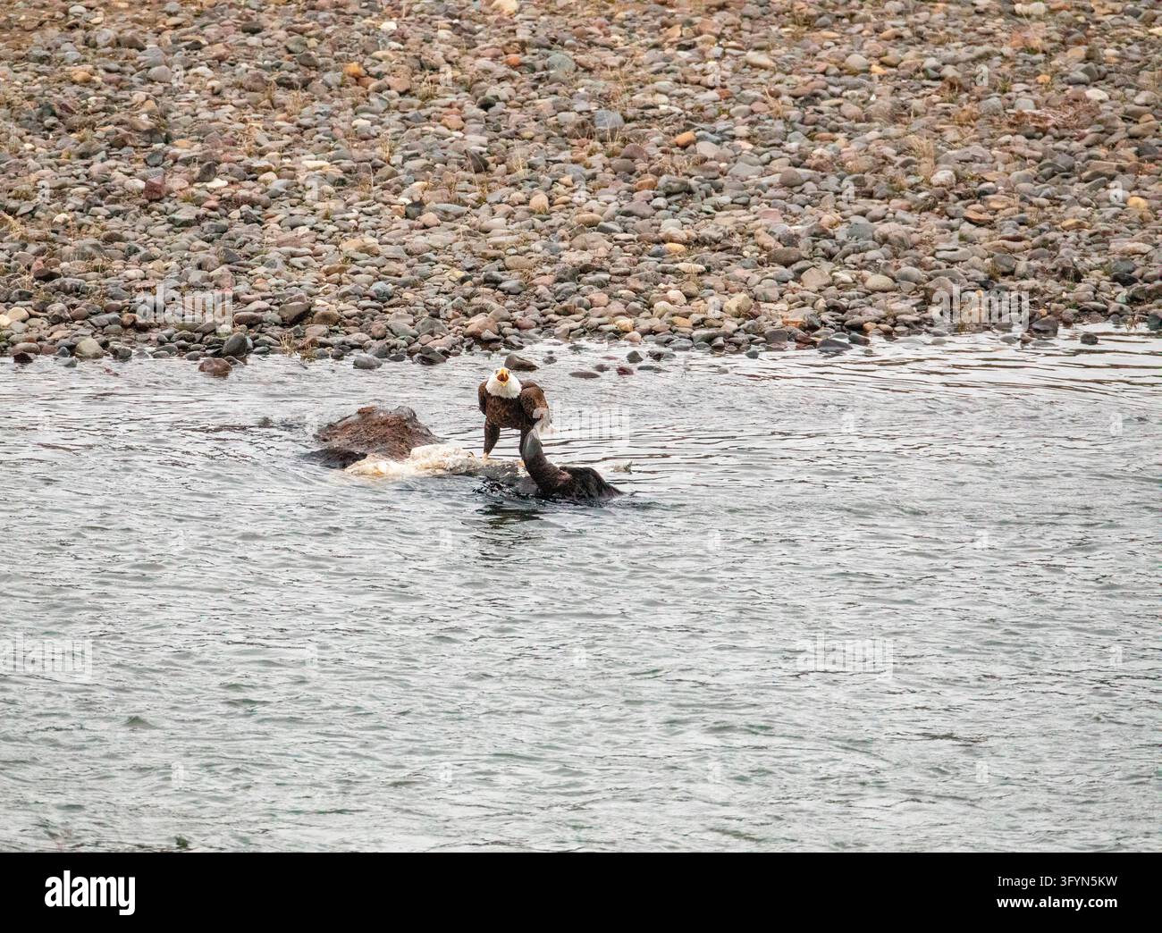 Un aquila dalla testa bianca nordamericana Haliaeetus leucocephalus appollaiato su una carcassa di bisonte in un paesaggio invernale innevato lungo il Soda Butte Creek nel Parco Nazionale di Yellowstone, Wyoming, USA. Come spazzino opportunista durante i mesi di freddo rigido, il rapace iconico utilizza i resti di un grande mammifero per il sostentamento vitale. Circondato da neve che cade e pietre fluviali, questa scena suggestiva evidenzia le dinamiche degli ecosistemi naturali, le relazioni della catena alimentare e i meccanismi di sopravvivenza della fauna all'interno della protetta Una versione ottimizzata di un'immagine del US National Park Service. Credit: NPS / J Peaco Foto Stock