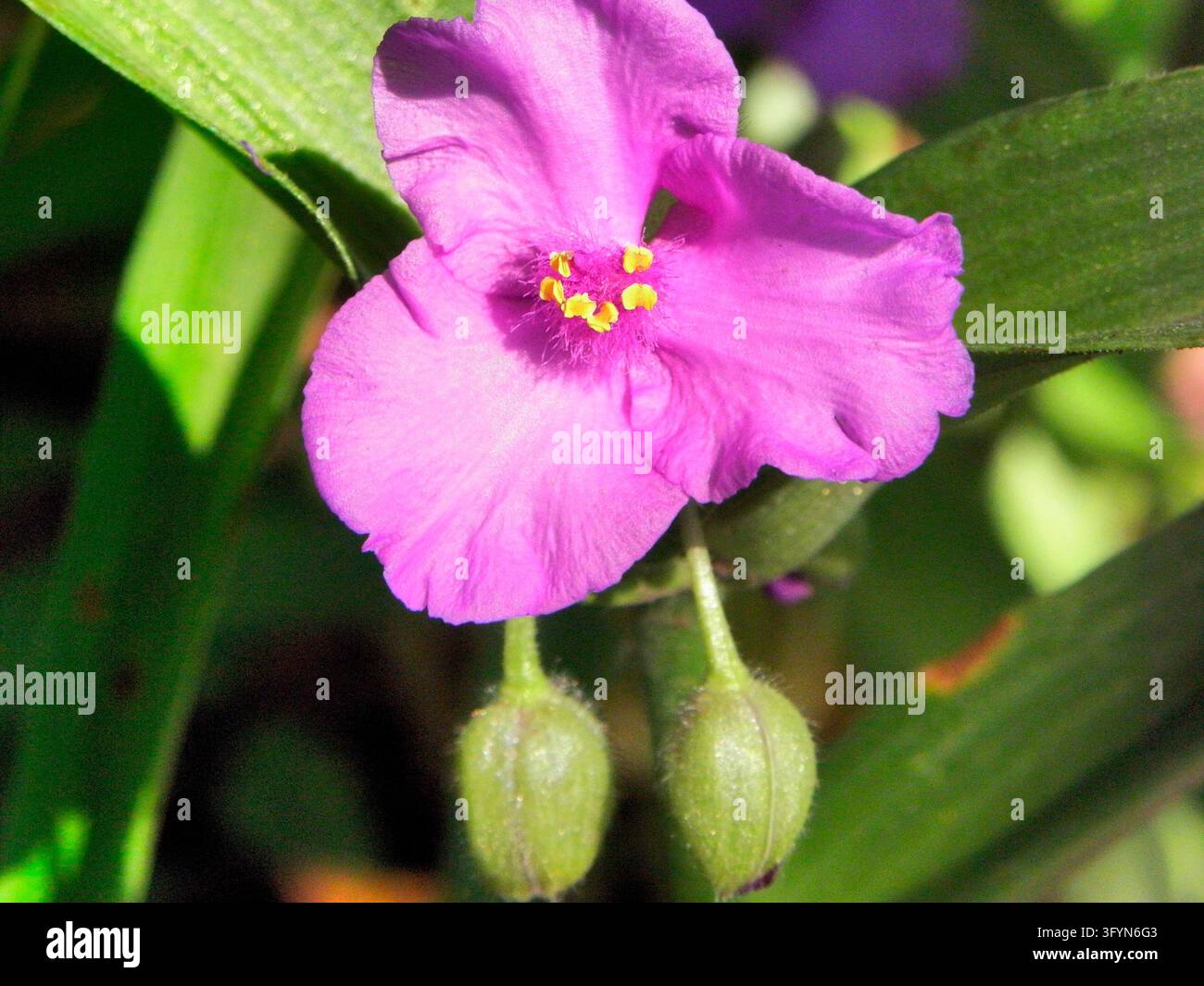Una vibrante fiore di spigola viola Tradescantia virginiana che fiorisce naturalmente nel suo habitat all'interno del Parco Nazionale di Shenandoah, Virginia, USA. Conosciuta anche come spigola della Virginia, questa fiore selvatica perenne nativa del Nord America presenta distintivi fiori a tre petali blu-violetto con filamenti gialli brillanti. Le piante di spigola crescono frequentemente in gruppi nelle aree boschive, prati e campi erbosi, fiorendo dalla tarda primavera alla metà dell'estate in tutto l'est del Nord America. Una versione ottimizzata di un'immagine del US National Park Service. Credit: NPS Foto Stock