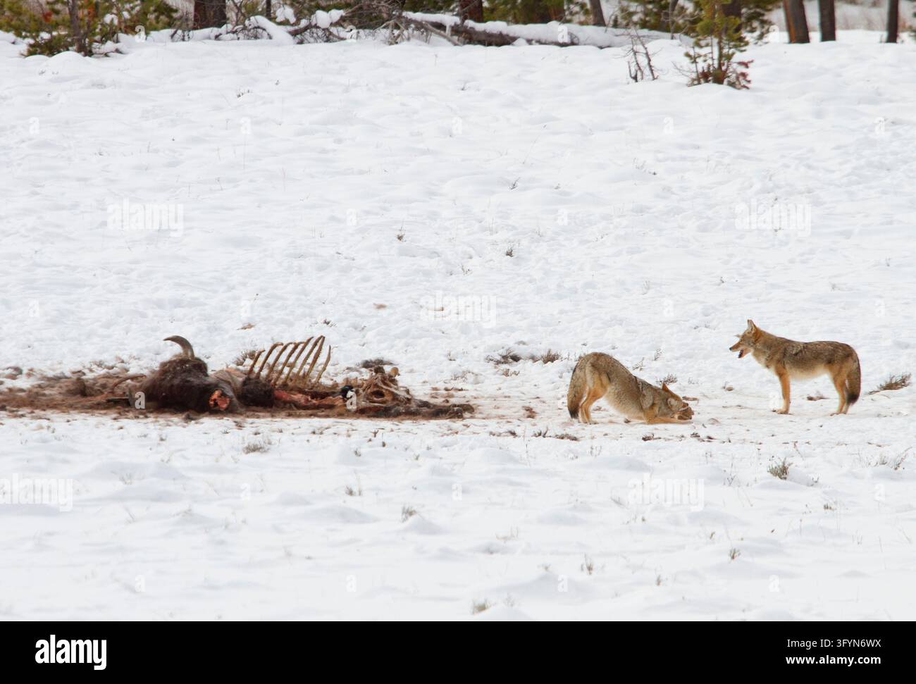 I coyoti *Canis latrans* frugano nella carcassa di un bisonte *Bison bison* nel paesaggio coperto di neve del Lower Geyser Basin nello Yellowstone National Park, Wyoming, USA. Come spazzini opportunisti e predatori, i coyoti si affidano spesso a ungulati uccisi in inverno o da lupi, come il bisonte americano, per sopravvivere alle dure condizioni dell'Ecosystem del Greater Yellowstone. Una versione ottimizzata di un'immagine del US National Park Service. Credit: NPS Foto Stock