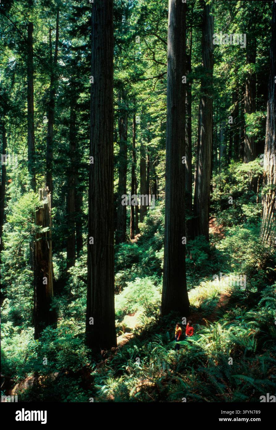 Escursionisti camminano lungo la sezione Flint Ridge del Sentiero Costiero, incorniciati da imponenti sequoie costiere antiche Sequoia sempervirens nel Parco Nazionale e Statale di Redwood, California, USA. Questi alberi giganti sempreverdi, tra gli organismi viventi più alti della Terra, formano una fitta chioma di foresta pluviale temperata sopra il rigoglioso suolo boschivo. I visitatori percorrono il sentiero tortuoso, dimostrando l’accesso pubblico a boschi primigeni preservati e ambienti di natura costiera protetti nella regione del Nordovest del Pacifico. Una versione ottimizzata di un’immagine del Servizio dei Parchi Nazionali degli Stati Uniti. Credit: NPS Foto Stock