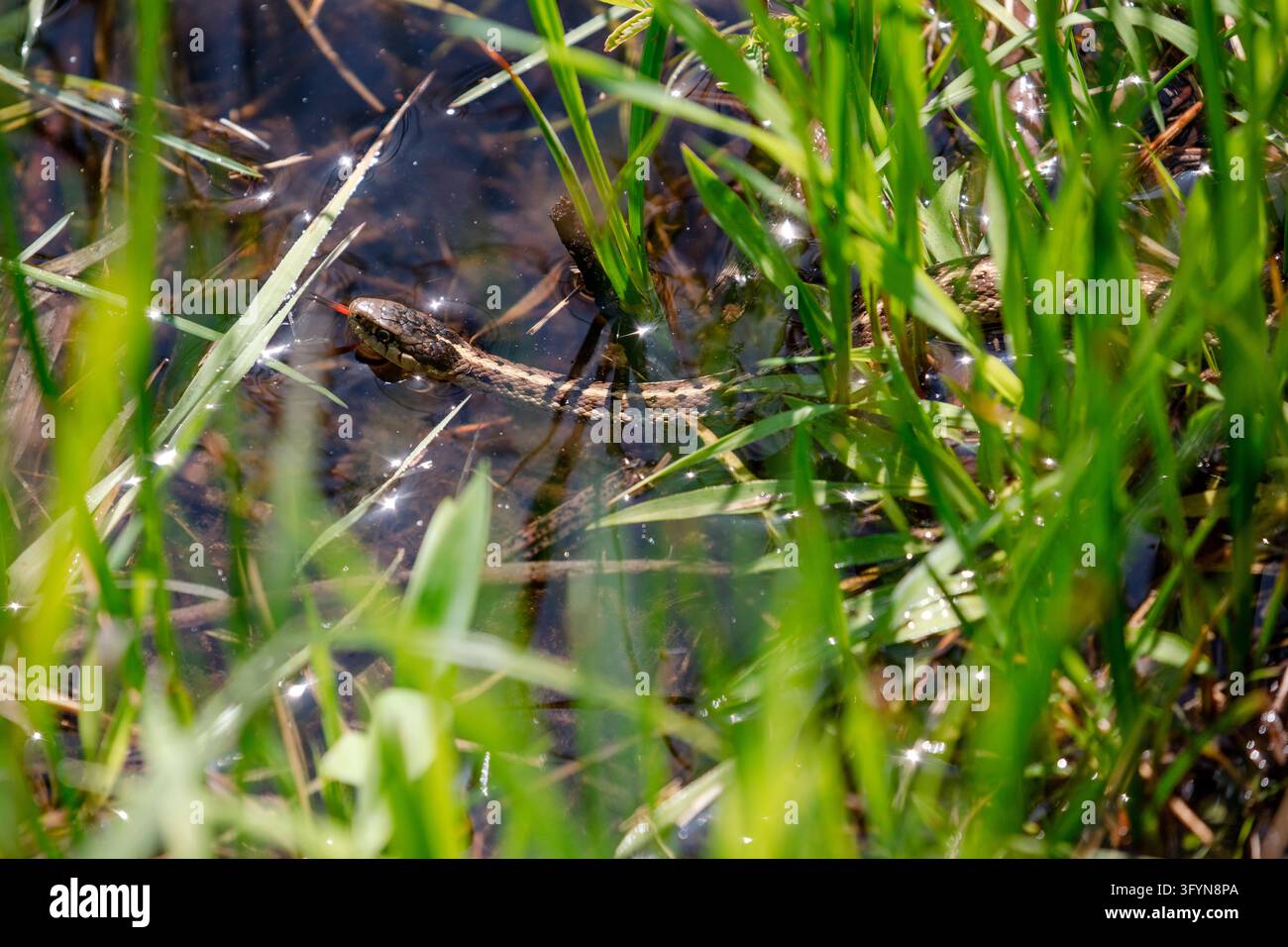 Una vista ravvicinata di una biscia vagante Thamnophis elegans vagrans che striscia nel suo habitat naturale nel Parco Nazionale di Yellowstone, USA. Questo rettile non velenoso mostra strisce longitudinali distinte e macchie scure lungo il corpo, caratteristiche della sottospecie diffusa nell'ovest del Nord America. Adattata a ambienti vari, dalle zone umide alle praterie aride, la biscia è un predatore attivo di piccoli anfibi, pesci e invertebrati all'interno dell'ecosistema diversificato del parco. Una versione ottimizzata di un'immagine del Servizio dei Parchi Nazionali degli Stati Uniti. Credit: NPS / J Frank Foto Stock