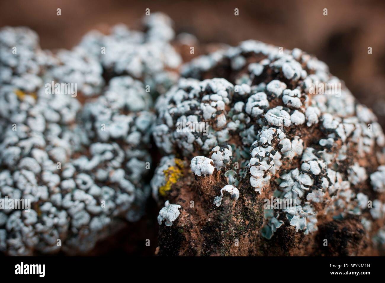 Una crosta biologica del suolo a crescita antica ricoperta di lichene a scaglie cerebrali Psora cerebriformis, fotografata nel parco nazionale di Canyonlands, Utah, USA. Le croste biologiche del suolo, note anche come croste criptobiotiche o biocruste, sono ecosistemi desertici delicati composti da organismi viventi tra cui cianobatteri, licheni e muschi che legano insieme le particelle del suolo, prevenendo l'erosione e aiutando a trattenere l'umidità in ambienti aridi. Una versione ottimizzata di un'immagine del Servizio dei parchi nazionali degli Stati Uniti. Credit: NPS Foto Stock