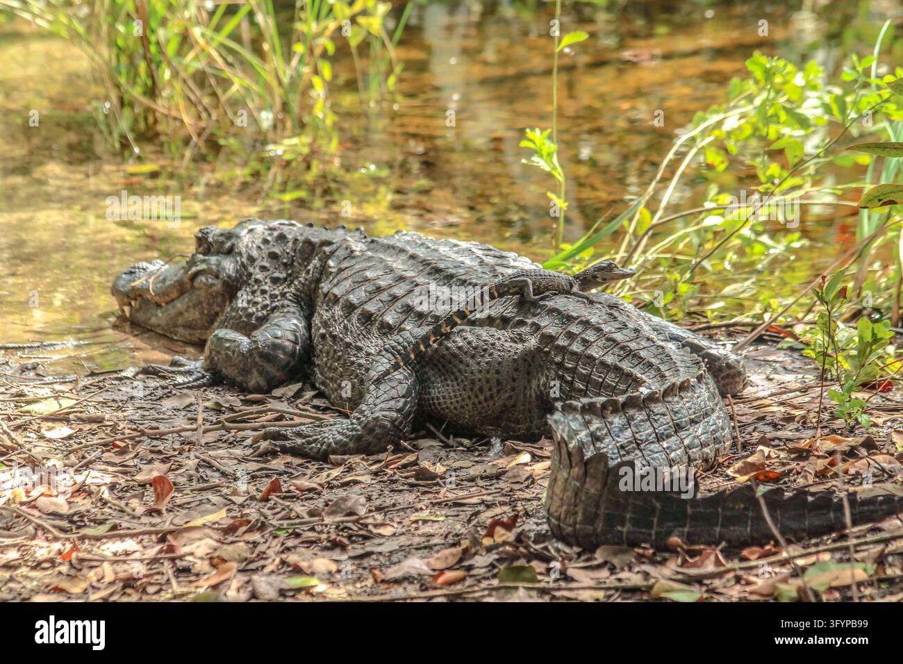Una madre alligatore americana Alligator mississippiensis riposa vicino al bordo dell'acqua con una piccola cucciola appollaiata sulla testa e sulla schiena nell'Everglades National Park, Florida, USA. Come rettili apex semi-acquatici nativi delle zone umide del sud-est del Nord America, le femmine di alligatore dimostrano una cura materna attenta, proteggendo i loro nidi e trasportando le cucciolate appena nate per proteggerle dai predatori nel loro habitat naturale di palude. Una versione ottimizzata di un'immagine del US National Park Service. Credit: NPS / F Acevedo Foto Stock