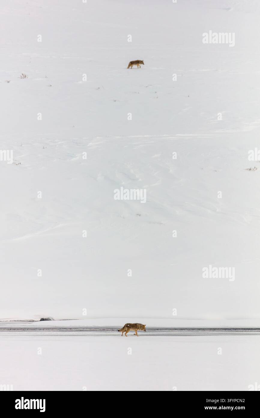 I coyoti Canis latrans attraversano le rive coperte di neve lungo il fiume Yellowstone nella valle di Lamar, Parco nazionale di Yellowstone, USA. Adattati alle dure condizioni invernali, questi canidi selvatici cercano cibo e si muovono attraverso il paesaggio gelido del rinomato parco nazionale del Nord America. La scena evidenzia la resilienza dei predatori selvatici che sopportano il freddo estremo mentre percorrono il loro habitat naturale nell'ovest degli Stati Uniti. Una versione ottimizzata di un'immagine del US National Park Service. Credit: NPS / J Frank Foto Stock