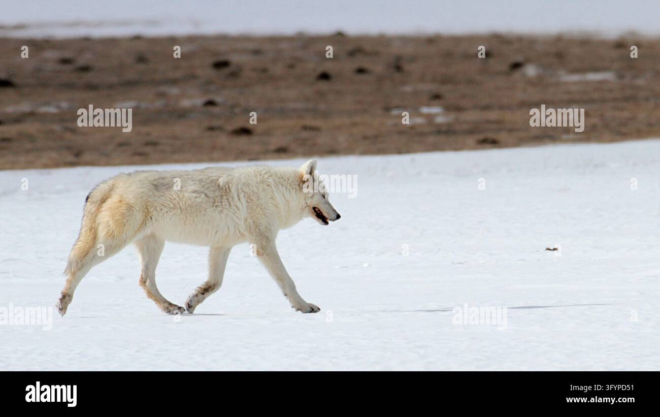 Una lupa alfa appartenente al branco Canyon si trova vigile in mezzo al paesaggio innevato del Lower Geyser Basin nello Yellowstone National Park, Wyoming, USA. Come membro dominante del suo branco, questo lupo grigio Canis lupus mostra un folto mantello invernale e istinti acuti essenziali per la sopravvivenza nell’aspro ecosistema termico dell’Ovest americano. La specie rappresenta un predatore apicale cruciale nella conservazione della natura selvaggia del Nord America. Una versione ottimizzata di un’immagine del US National Park Service. Credit: NPS / J Peaco Foto Stock