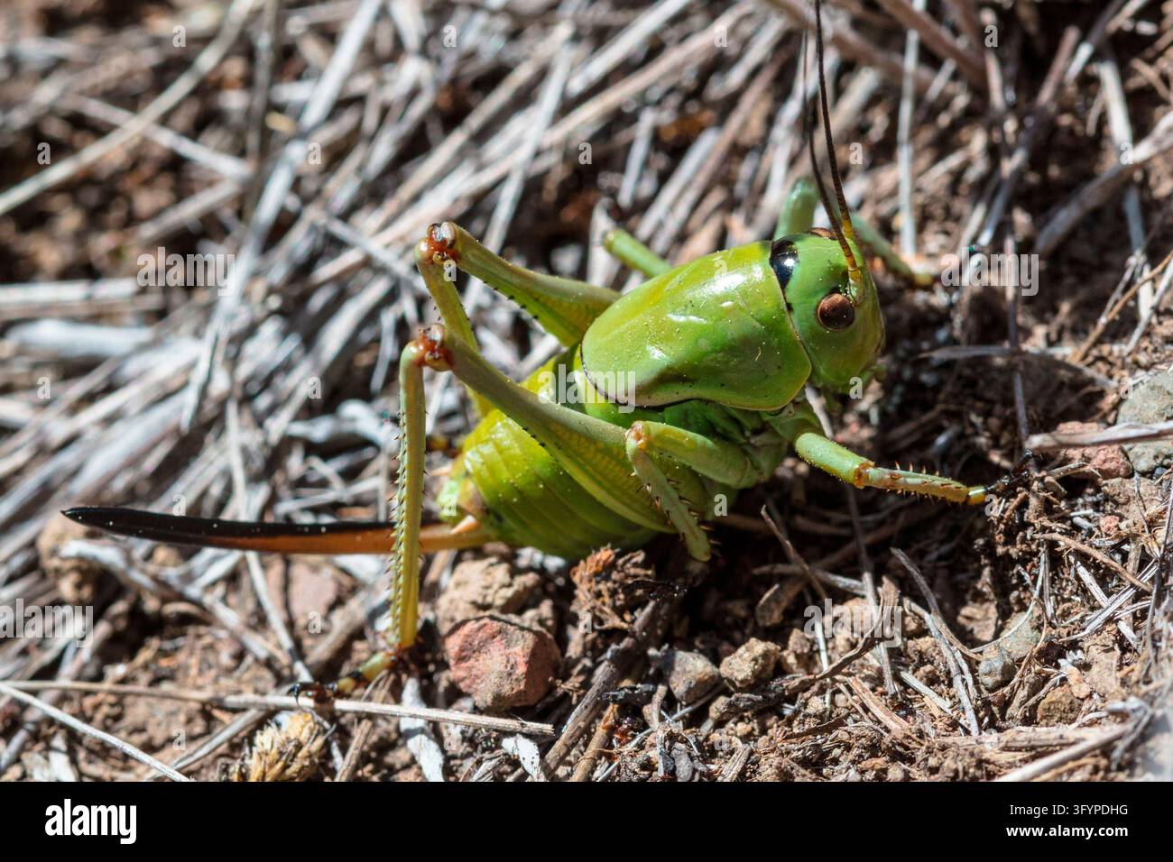 Una fotografia macro che ritrae un grillo mormone Anabrus simplex in riposo sulla vegetazione del suolo nello Yellowstone National Park, USA. Nonostante il suo nome, il grillo mormone è in realtà un grosso insetto non volatore con elitre sclerificate, nativo dell'America occidentale. Questi insetti appartengono alla famiglia degli Ortotteri Tettigoniidae e possono formare enormi sciami che si muovono attraverso il paesaggio, nutrendosi di una vasta gamma di piante e vegetazione. Essi rappresentano una fonte alimentare importante per molte specie di uccelli locali e piccoli mammiferi Una versione ottimizzata di un'immagine del US National Park Service. Credit: NPS / J Frank Foto Stock