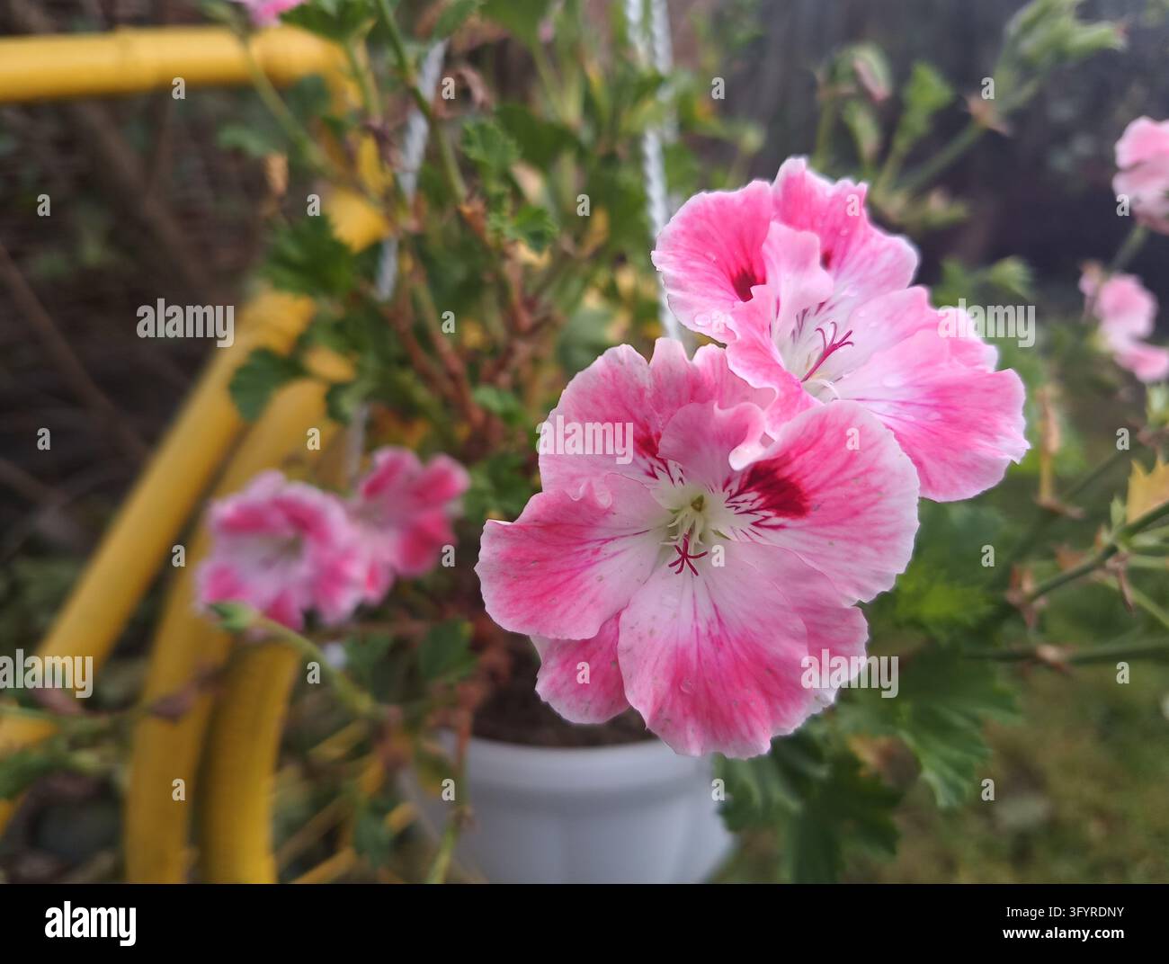 Fiori di pelargonio rosa con centri scuri che sbocciano in un contenitore esterno Foto Stock