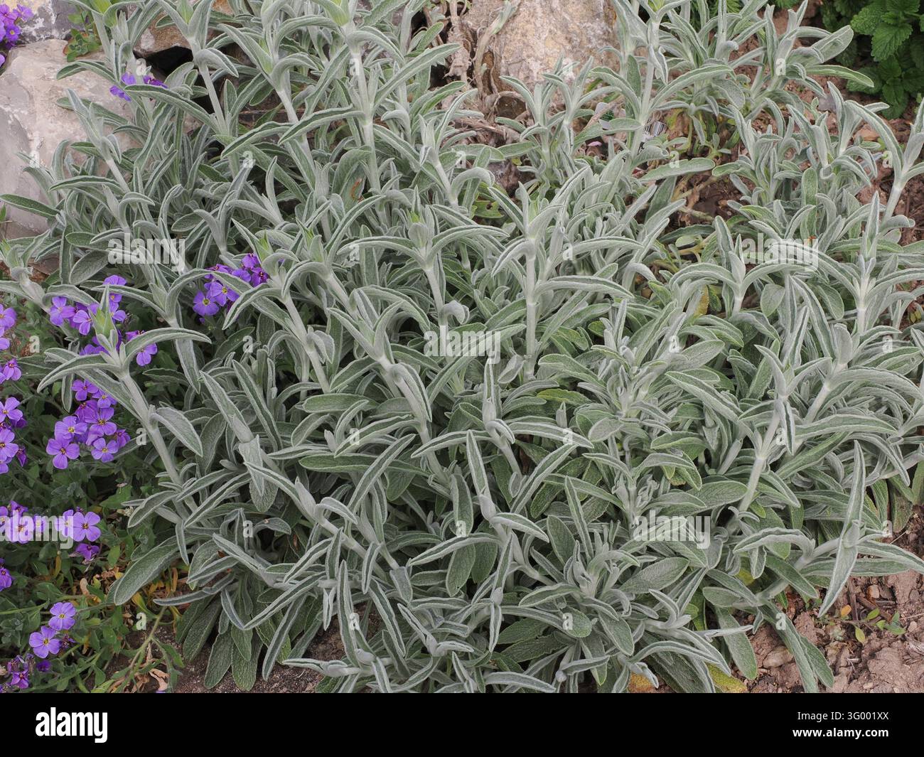Tè di montagna greco (Sideritis scardica) Foto Stock