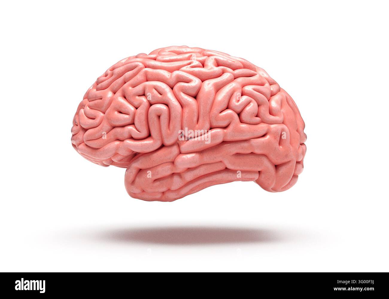Illustrazione 3D di un cervello umano rosa con emisferi cerebrali piegati su sfondo bianco. Vista laterale. Foto Stock