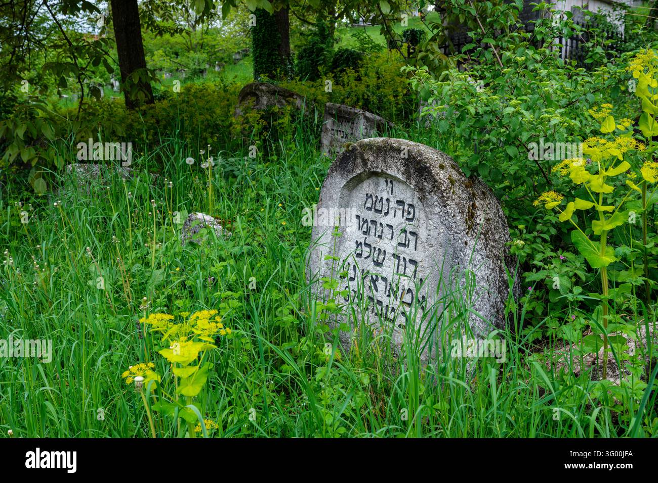 Una lapide antica in pietra con iscrizioni ebraiche si erge nell'erba alta e verde dell'antico cimitero ebraico di Sarajevo. Foto Stock
