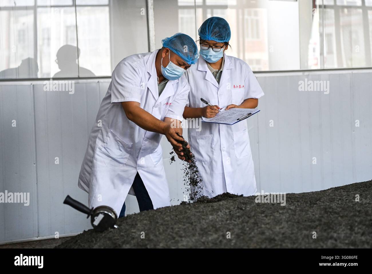(261030) -- XINGYE, 30 ottobre 2026 (Xinhua) -- Tecnici controllano la fermentazione del tè nero in un'azienda teatiera nel villaggio di Pengtang della contea di Xingye, città di Yulin, nella regione autonoma di Guangxi Zhuang, nella Cina meridionale, il 30 ottobre 2026. Dall’inizio di quest’anno, la contea di Xingye ha implementato un programma di “sei miglioramenti” nei villaggi, concentrandosi sui miglioramenti pratici nella manifattura, nell’industria agricola, negli spazi verdi, negli accessi stradali, nelle strutture idriche e nei lampioni. Queste misure stanno creando una nuova spinta per la rivitalizzazione rurale. (Xinhua/Cao Yiming) Foto Stock