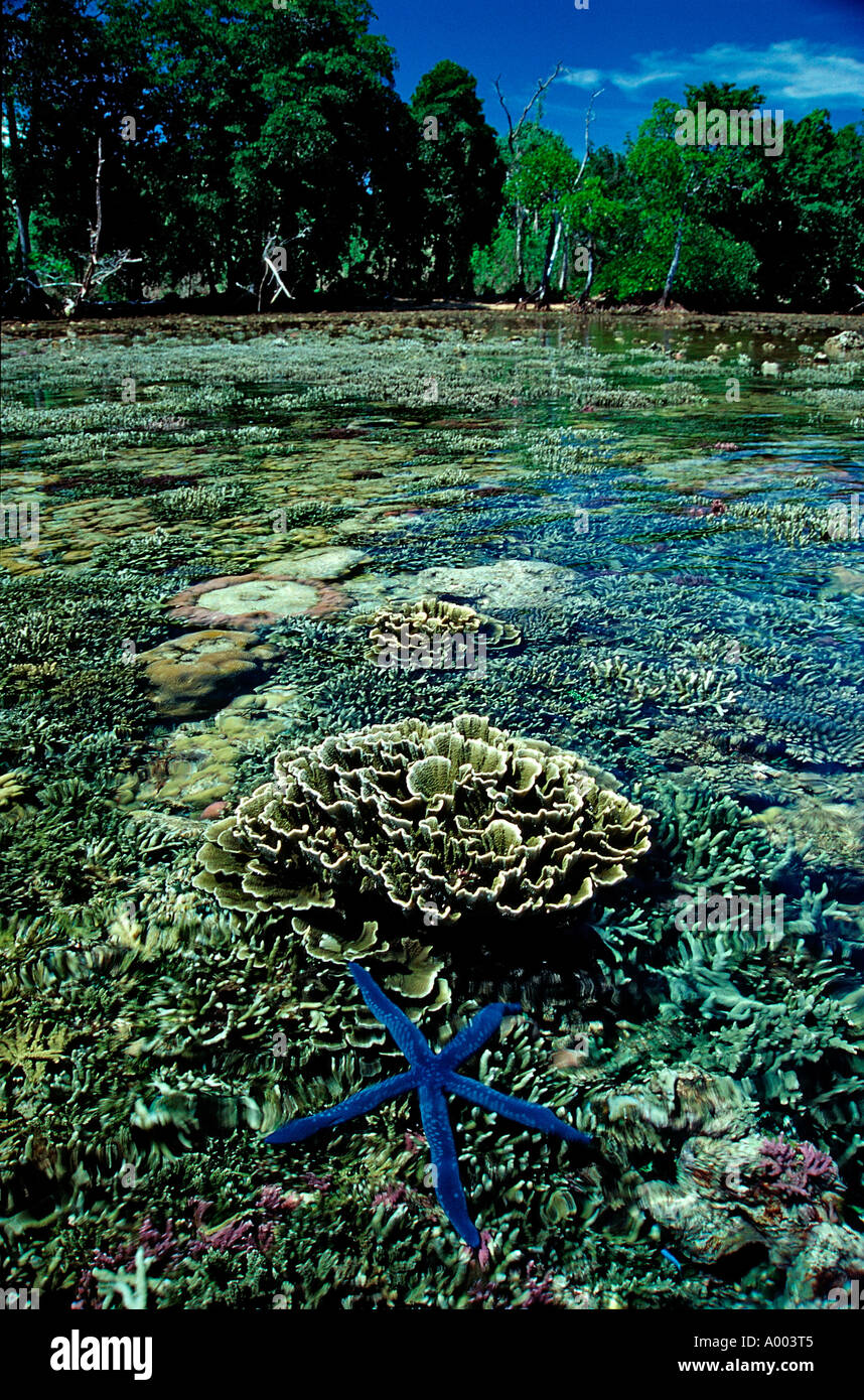 Stella blu sulla barriera corallina in Papua Nuova Guinea la Nuova Irlanda Bismark Mare Foto Stock