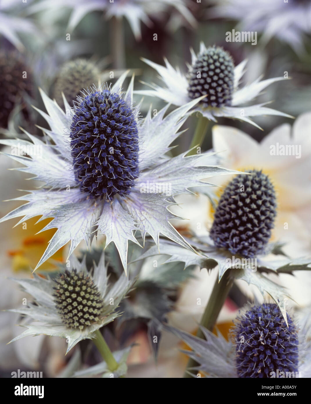 Eryngium giganteum o perdere Wilmotts ghost. Hardy piante erbacee perenni Foto Stock