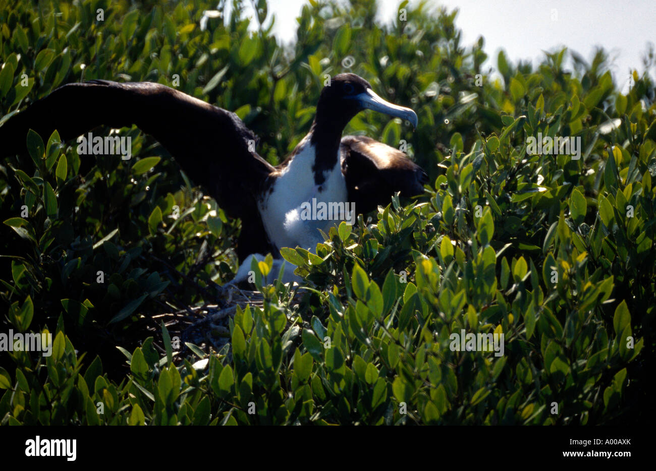 Laguna Codrington Barbuda Frigate uccelli nidificanti di Mangrovie Foto Stock