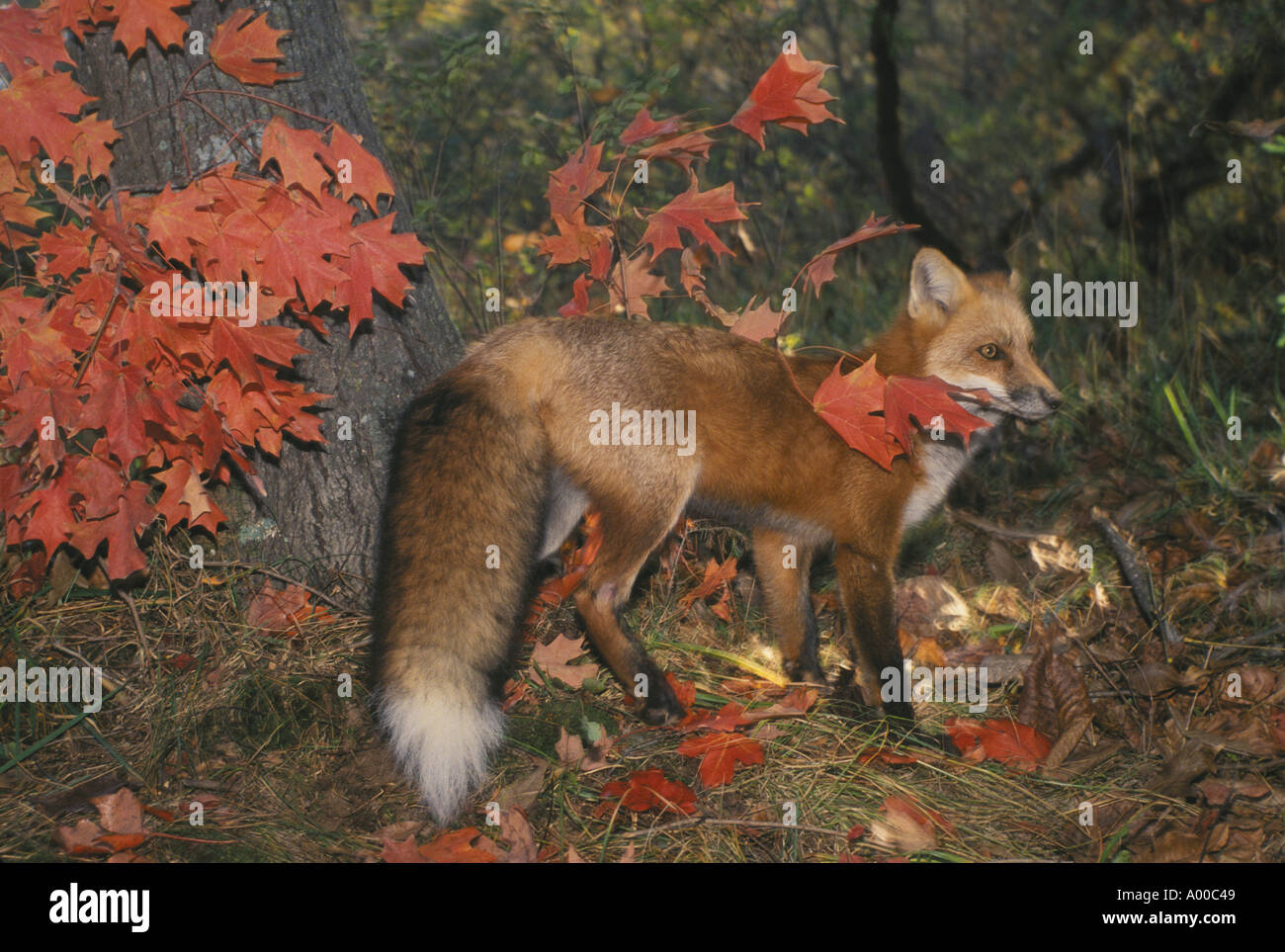 Red Fox, Vulpes fulva, stando in piedi in un colorato foresta di caduta tra arancio foglie di acero, STATI UNITI D'AMERICA Foto Stock