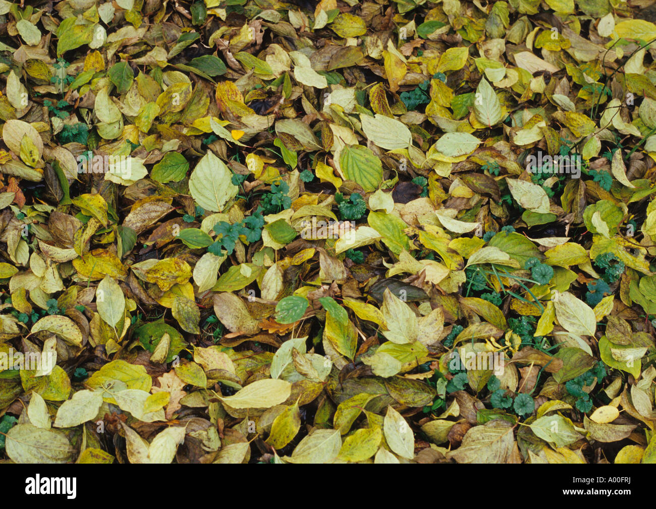 Foglie di autunno nel Regno Unito Foto Stock