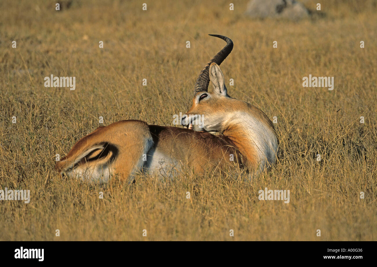 Lechwe, Red Lechwe, o Southern Lechwe (Kobus leche Foto Stock