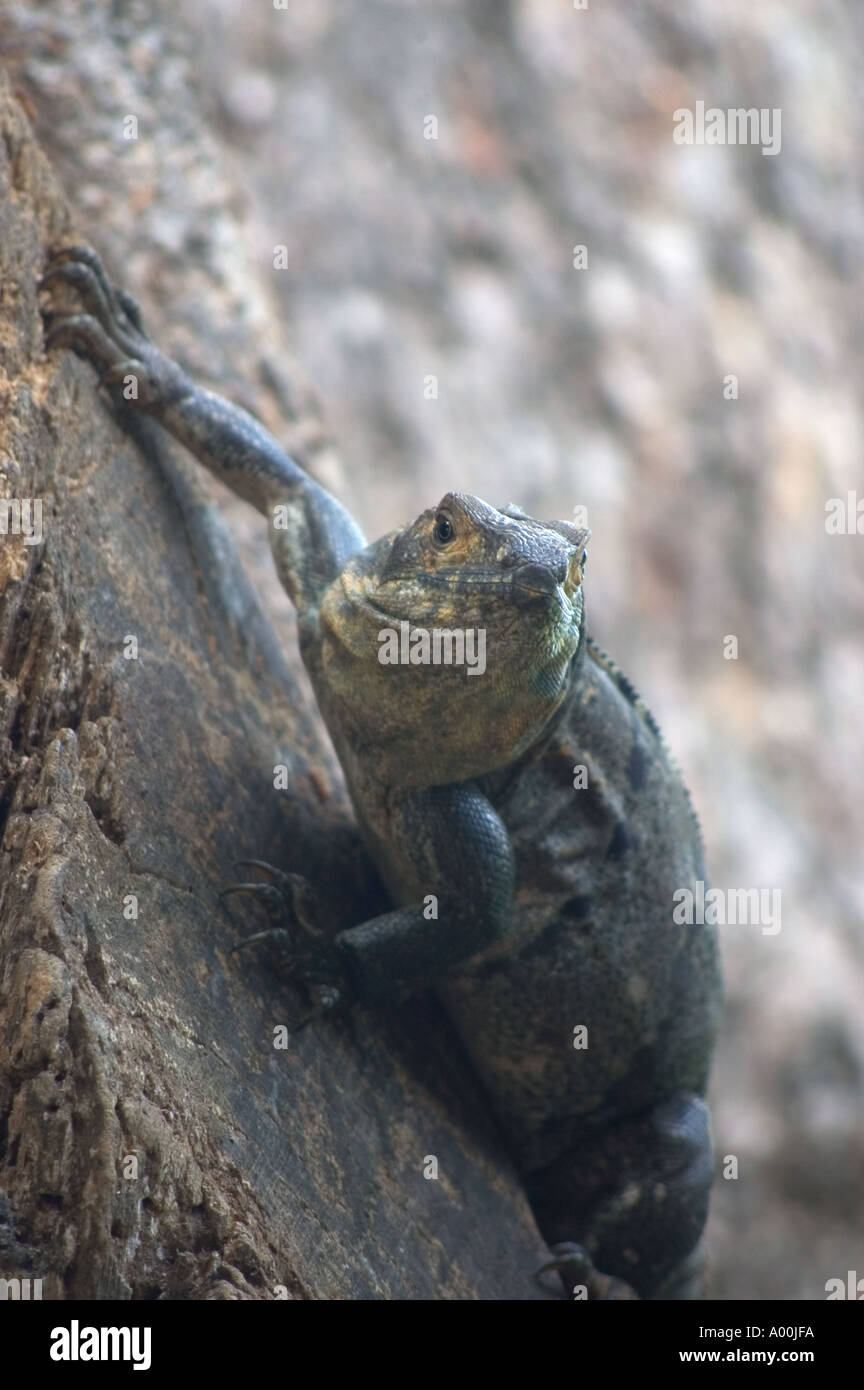 Iguana verde di arrampicarsi su un albero in Costa Rica Foto Stock