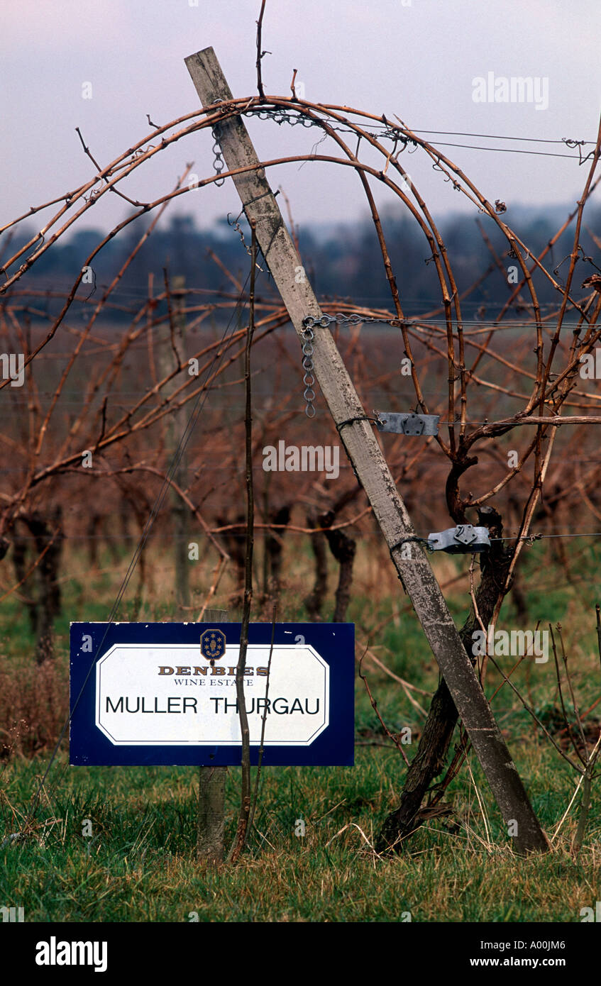 Vino inglese: Denbies Wine Estate segno indicante varietà di uva e vigneti in Surrey vigneto, Dorking Surrey, Inghilterra Foto Stock