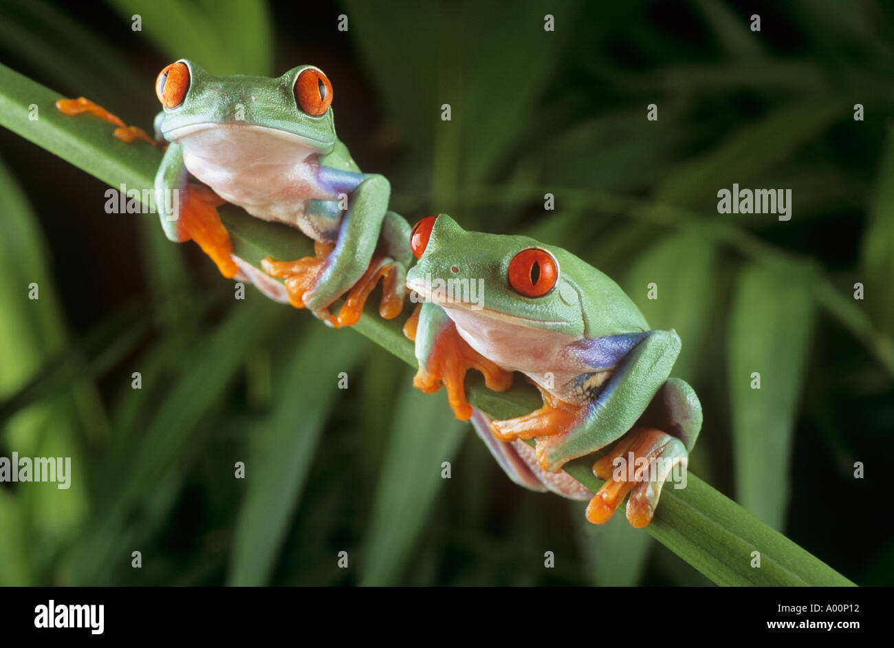 Due red eyed tree rane Foto Stock