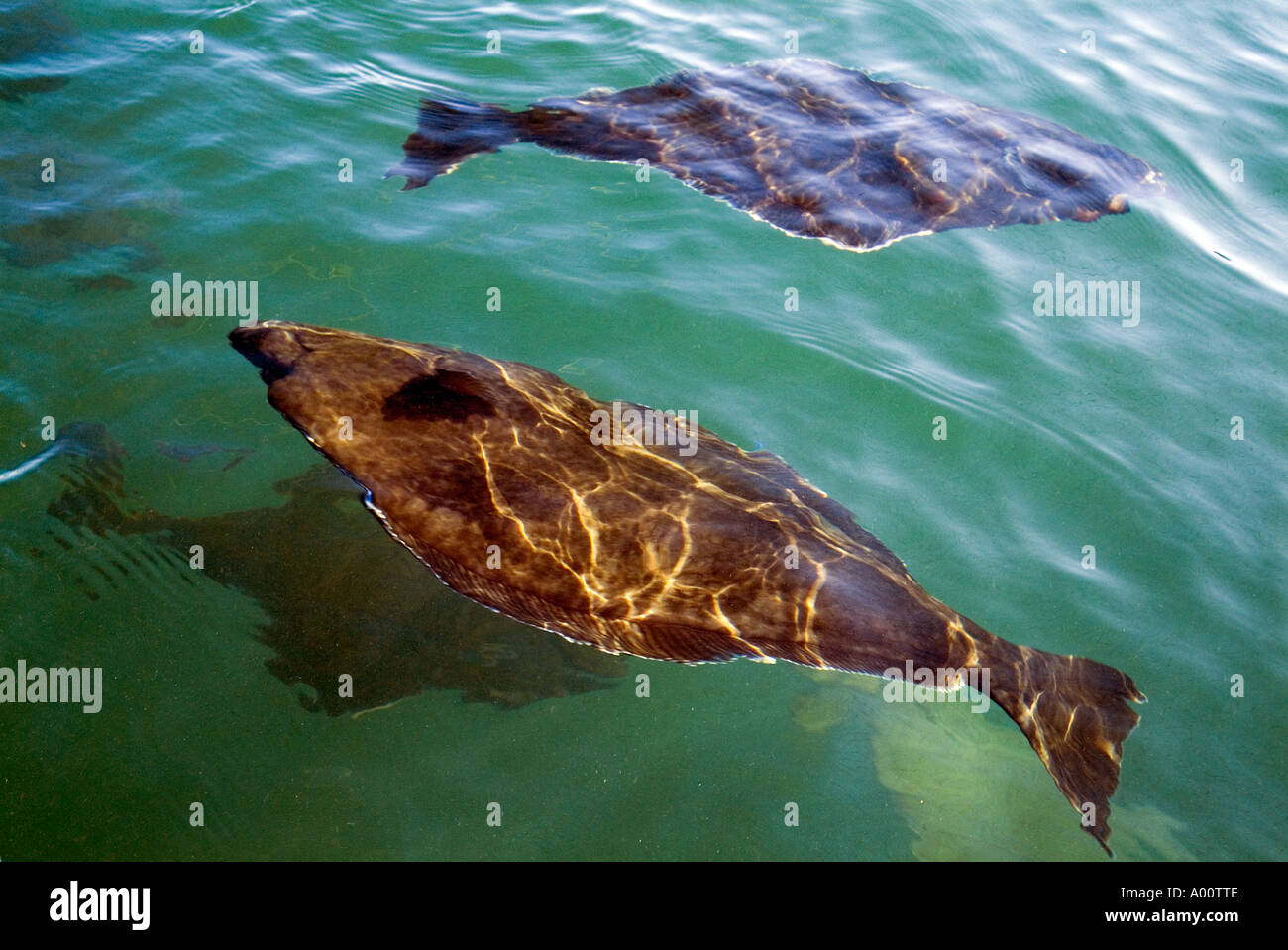 dh Hippoglossus hippolgossus HALIBUT UK pesce piatto Halibut nuoto in mare halibuts acquacoltura fattoria sotto l'acqua Foto Stock