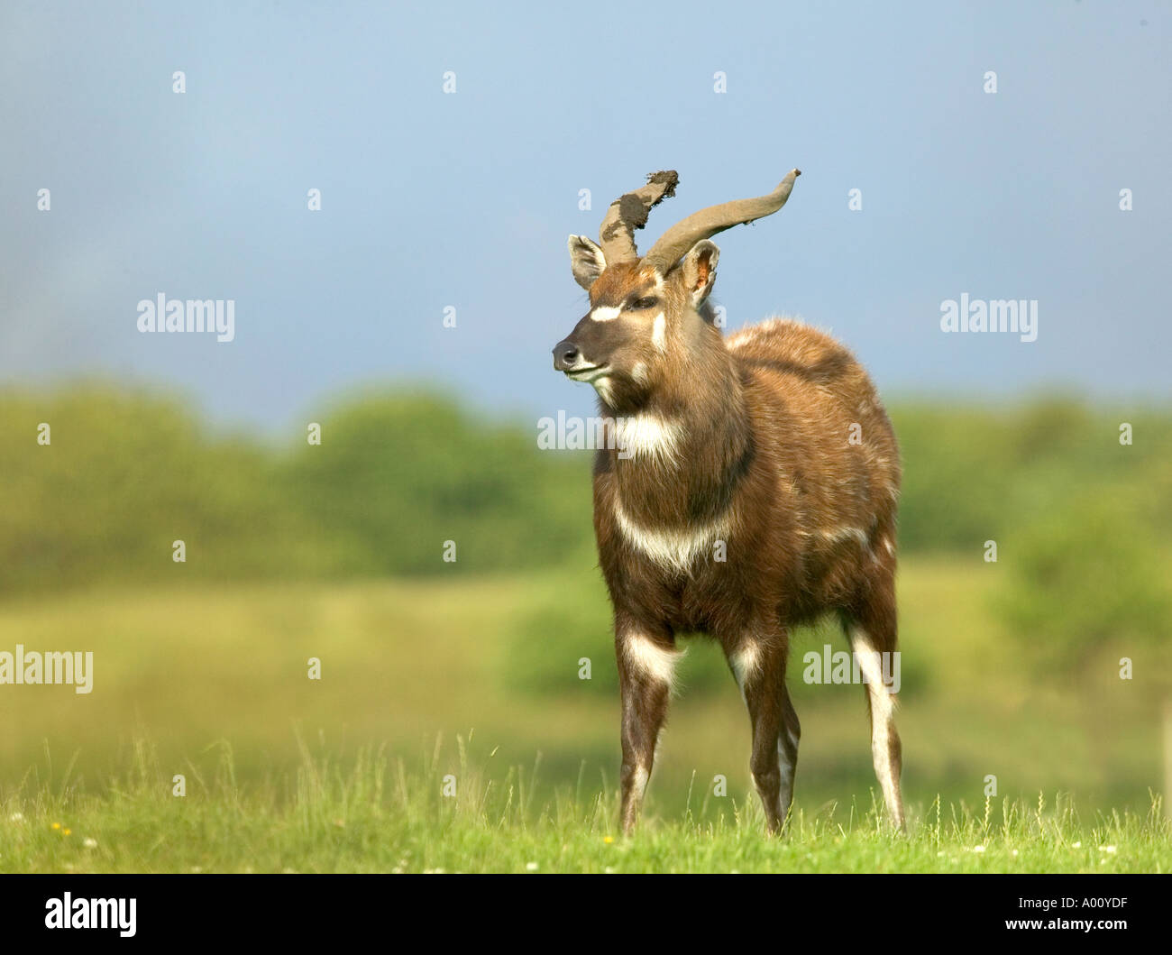 Voce maschile SITATUNGA Tragelaphus spekii Foto Stock