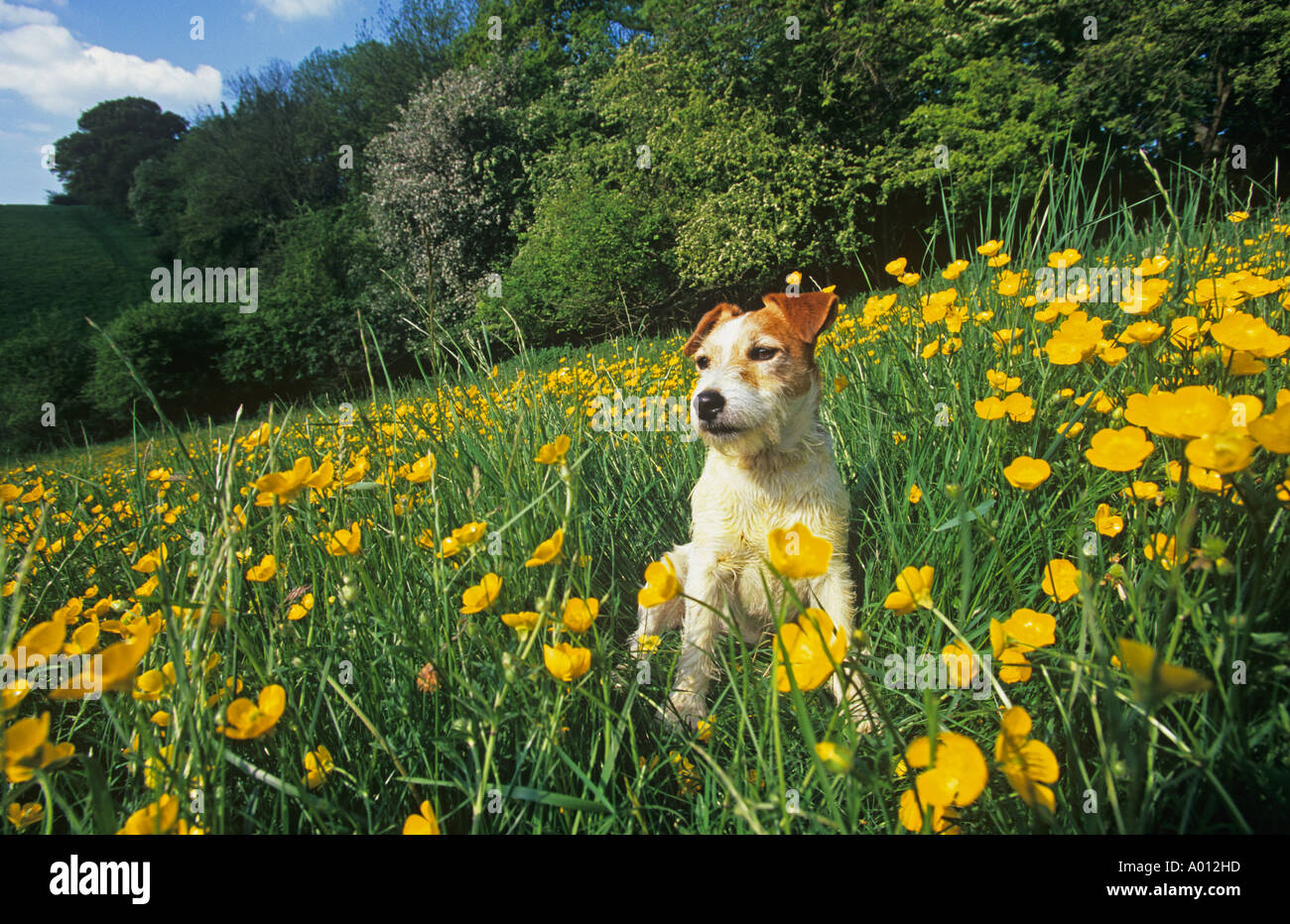 Jack Russell Terrier in renoncules Foto Stock