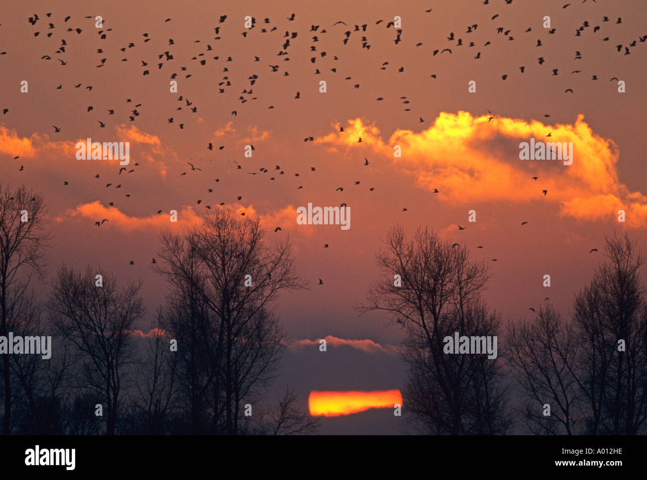 Pavoncella Vanelus vanelus gregge al tramonto Foto Stock