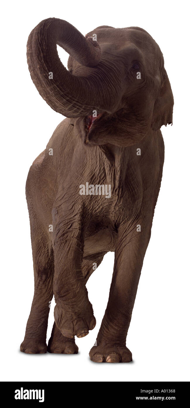 elefante Foto Stock