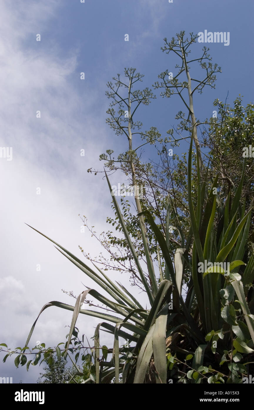 Agave dopo fiorisce in Himachal Pradesh India Foto Stock