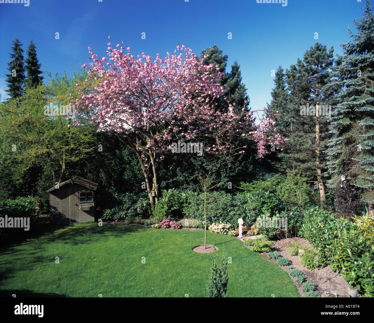 Jahreszeiten, Fruehling, bluehender Kirschbaum in einem Garten Foto Stock