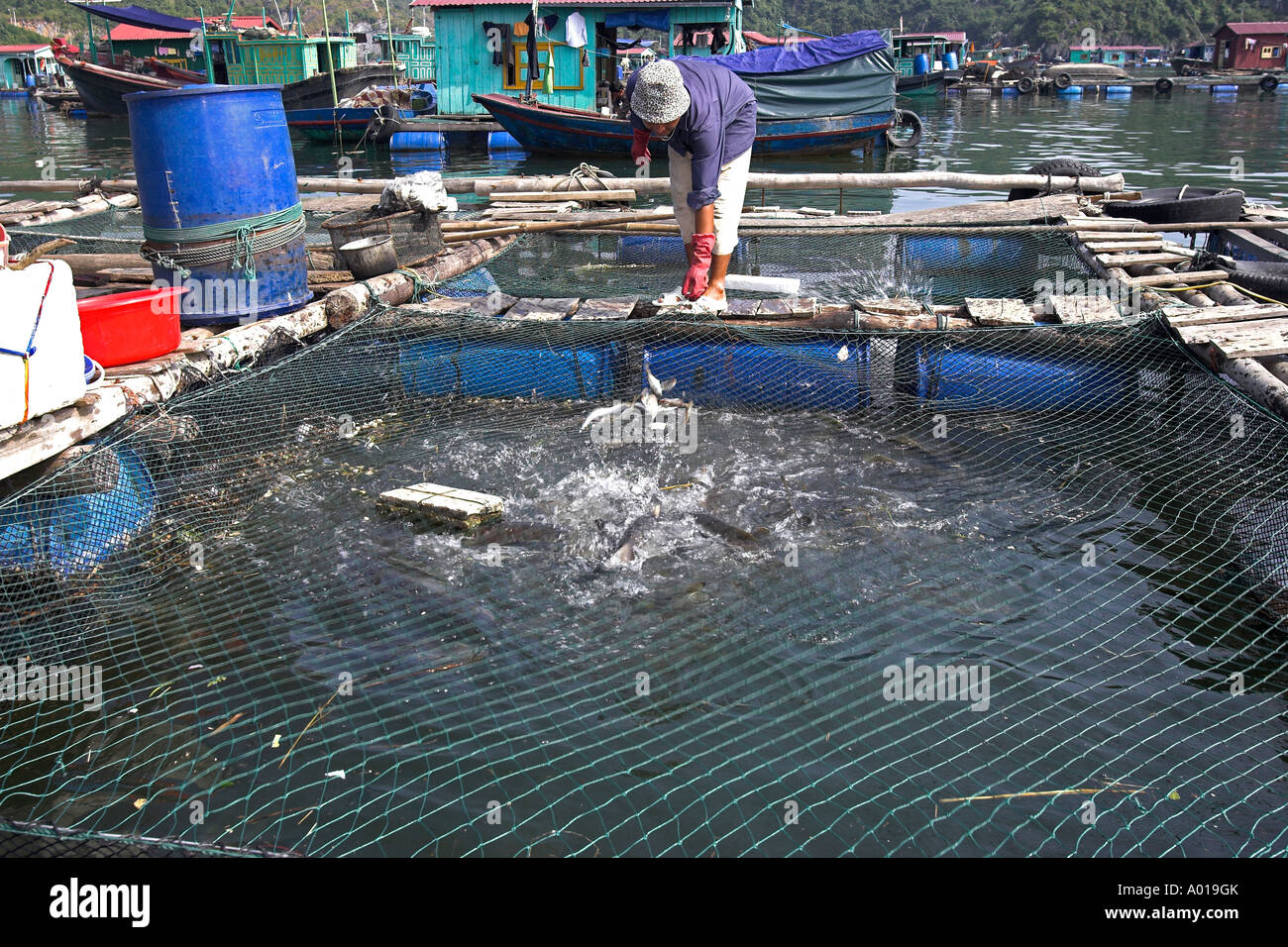 Il tempo di alimentazione al piccolo allevamento ittico floating villaggio di pescatori Cat Ba Town Bay a nord-est del Vietnam Foto Stock