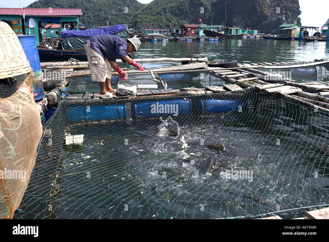 Il tempo di alimentazione al piccolo allevamento ittico floating villaggio di pescatori Cat Ba Town Bay a nord-est del Vietnam Foto Stock