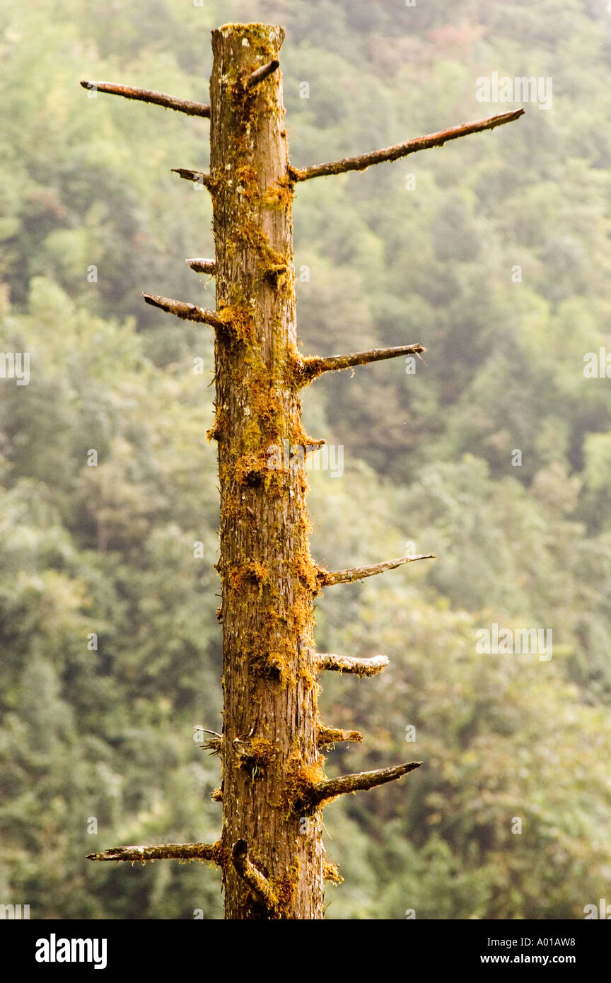 Albero morto in zona di montagna a causa di inquinamento atmosferico Foto Stock