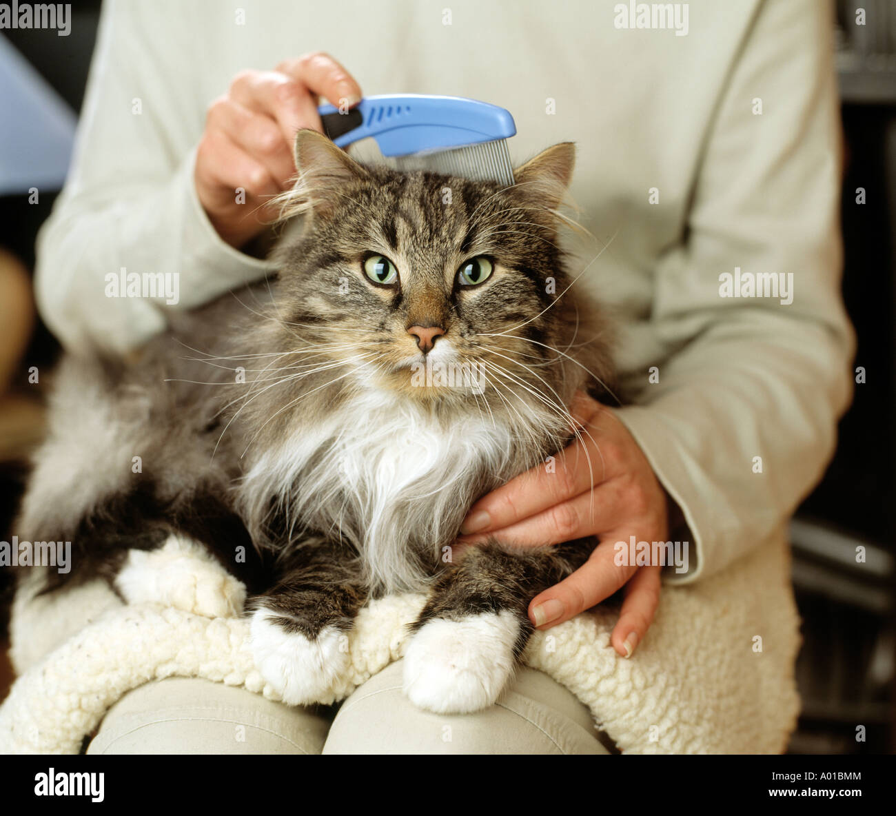 Cat essendo curato dal suo proprietario Foto Stock