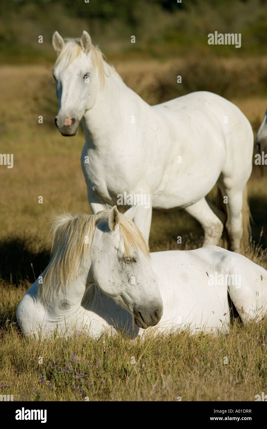 Nelle prime ore del mattino nella campagna della Camargue situato nel sud della Francia alcuni white horse sono vivere libero e selvaggio Foto Stock