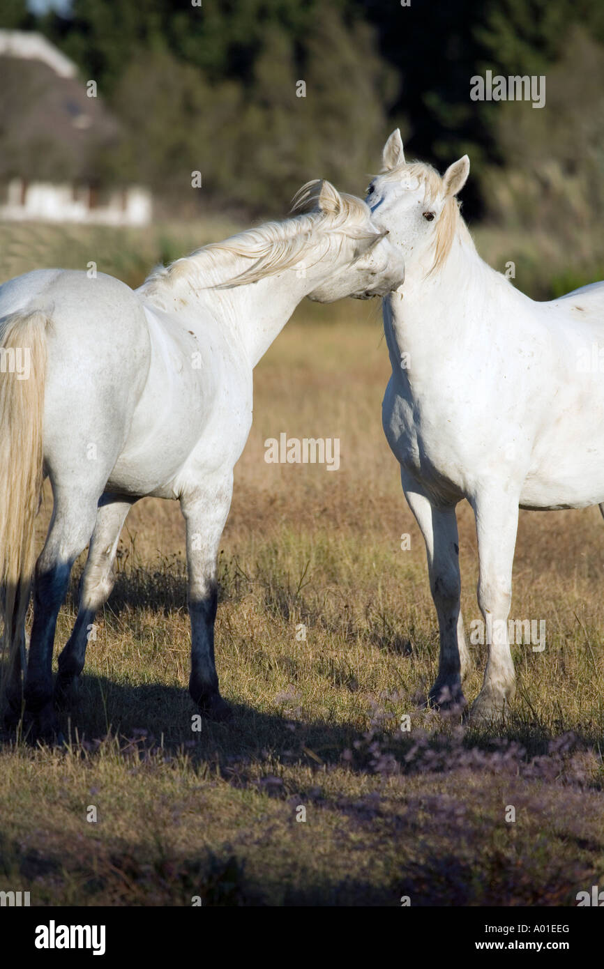 Nelle prime ore del mattino nella campagna della Camargue situato nel sud della Francia alcuni white horse sono vivere libero e selvaggio Foto Stock