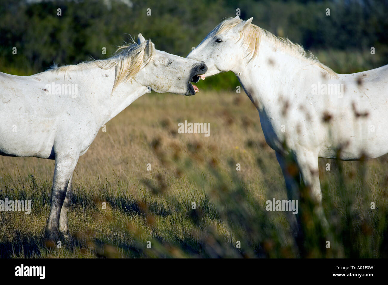 Nelle prime ore del mattino nella campagna della Camargue situato nel sud della Francia alcuni white horse sono vivere libero e selvaggio Foto Stock