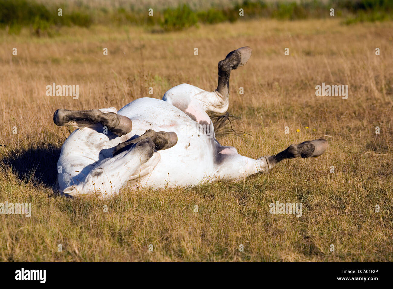 Nelle prime ore del mattino nella campagna della Camargue situato nel sud della Francia alcuni white horse sono vivere libero e selvaggio Foto Stock