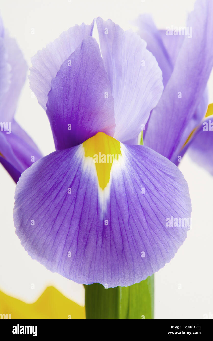 Fiore di Iris closeup Foto Stock
