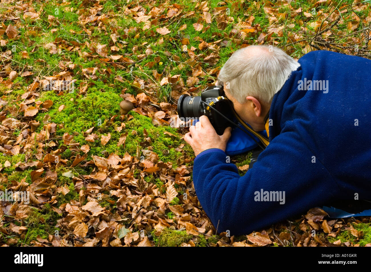 Fotografo di natura nel nuovo Parco Nazionale Foreste, Hampshire, Regno Unito Foto Stock