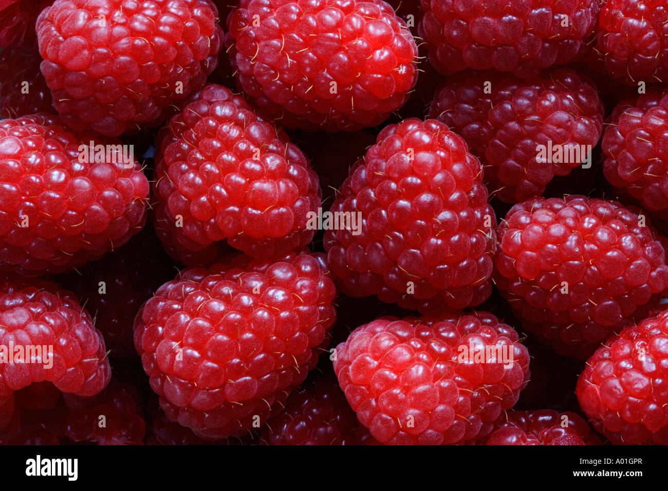 Visualizzazione di lamponi (Driscoll Maravilla Foto Stock