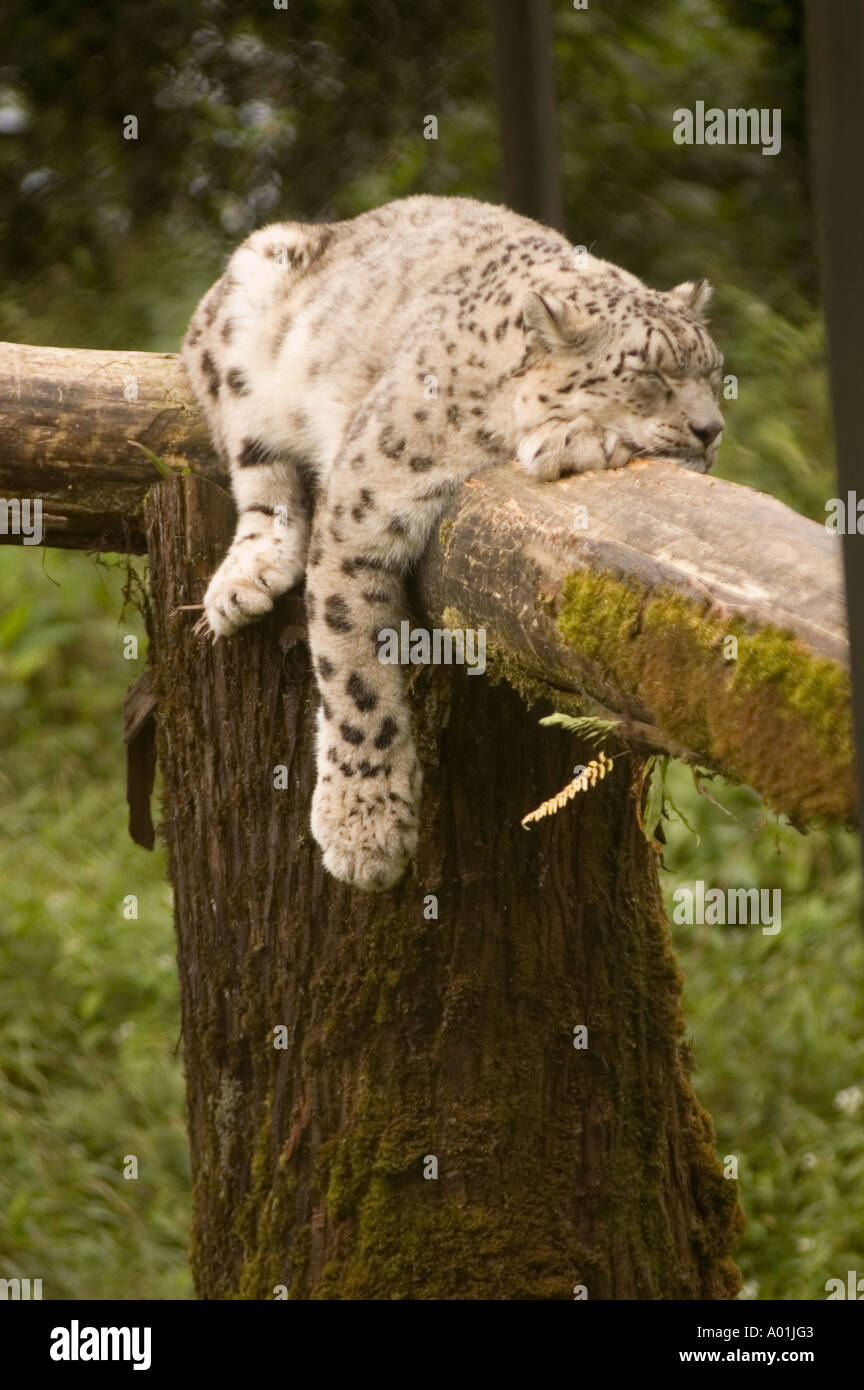 Snow Leopard Panthera Unica Foto Stock