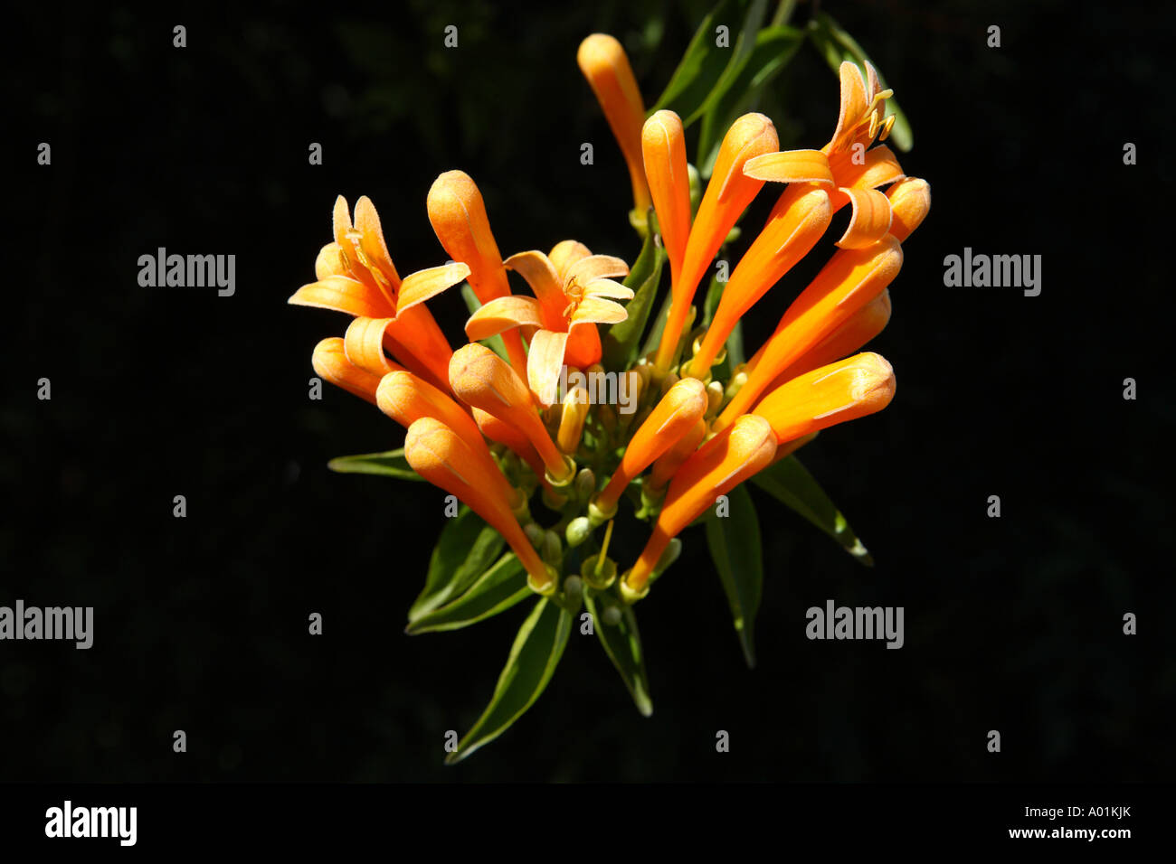 Fioritura Orange tromba vite dettaglio su nero Foto Stock