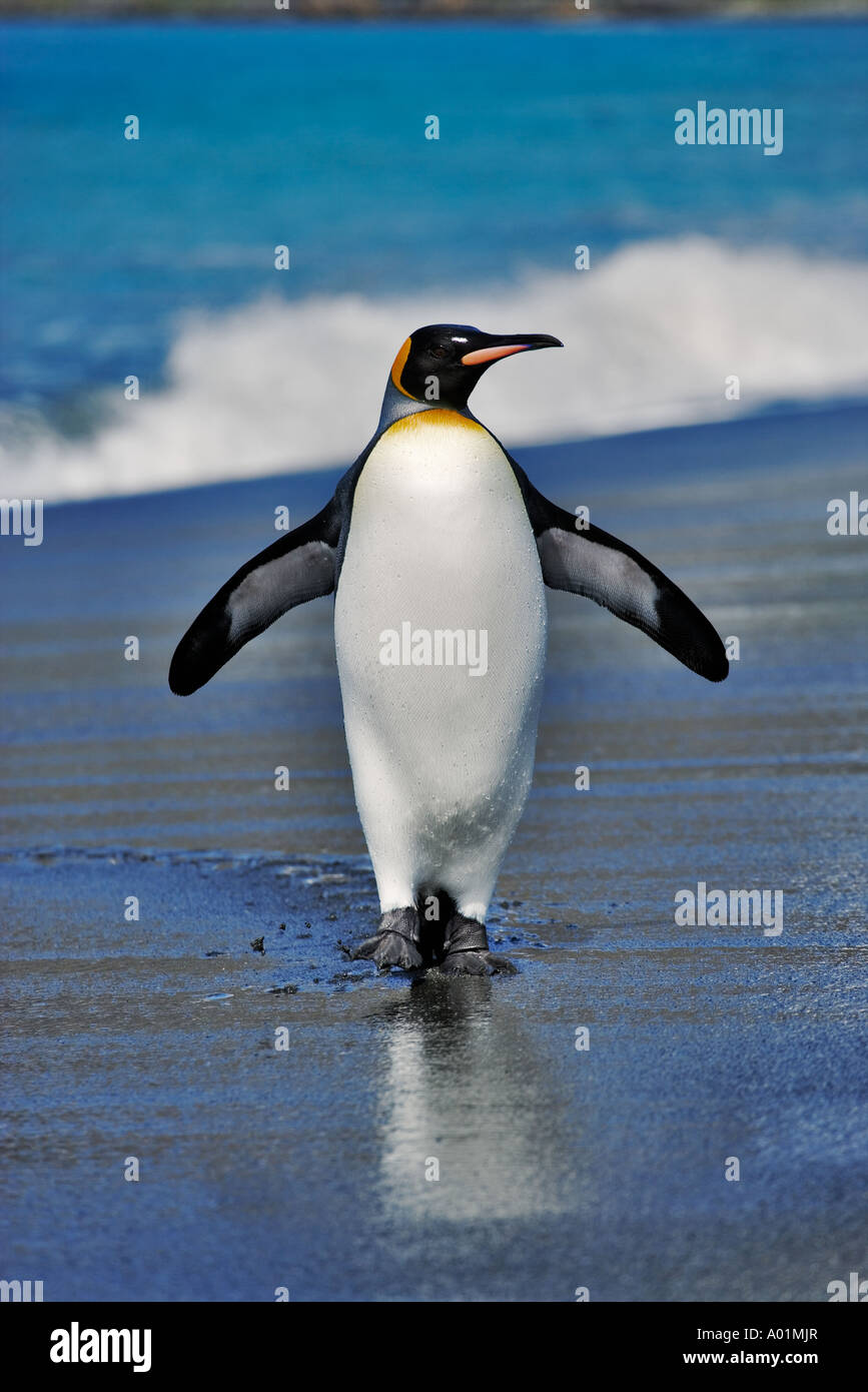 Re penguin Aptenodytes patagonicus. Emergendo dal mare Isola Georgia del Sud Foto Stock