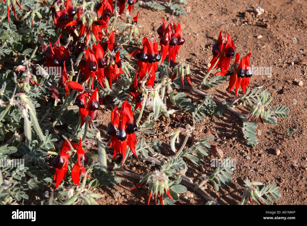 La Sturt desert pea ammassarsi dettaglio sulla terra rossastra, Broken Hill, barriera gamma, Nuovo Galles del Sud, Australia Foto Stock